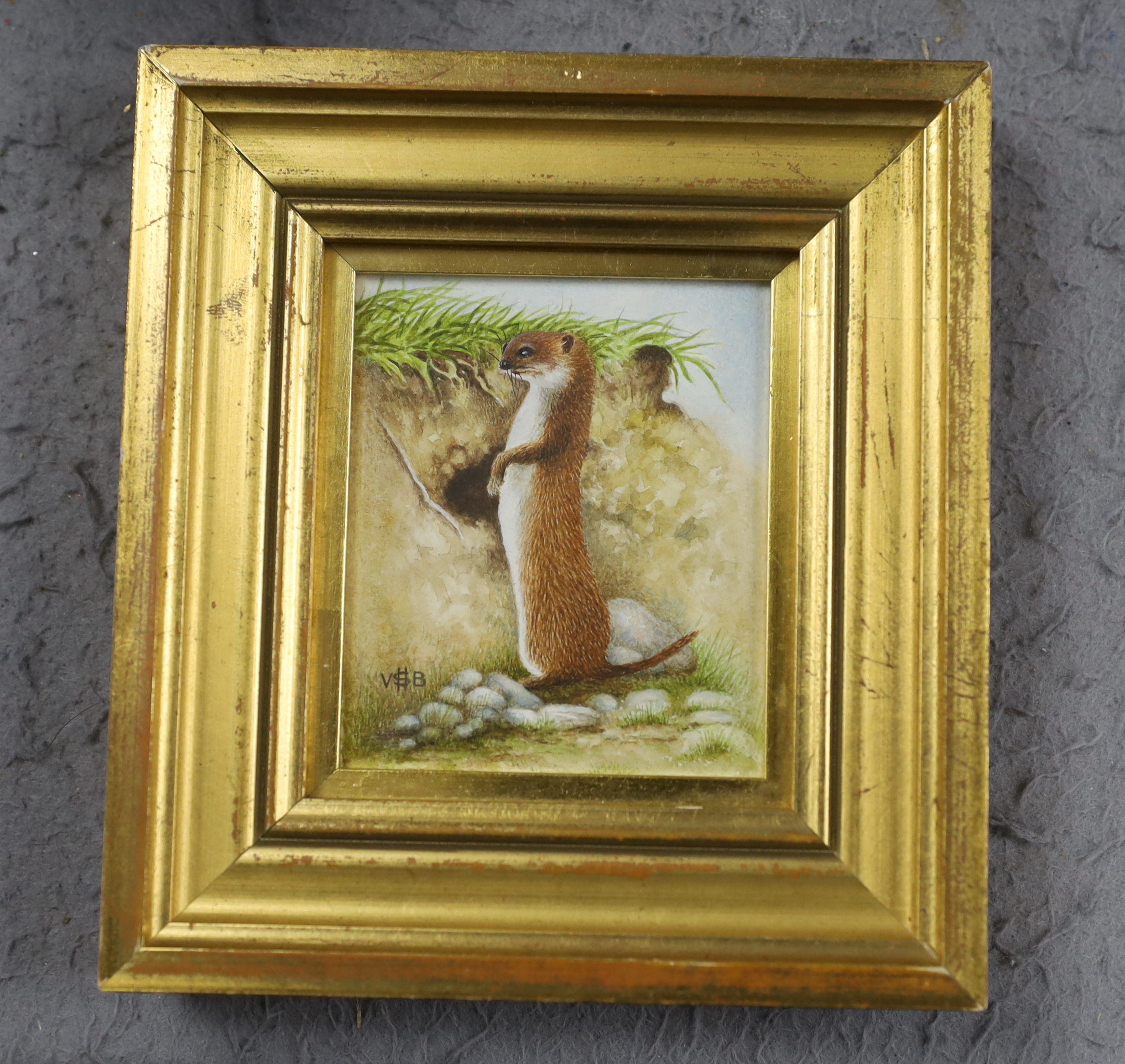 Victor H S Burroughs (1900-1979) miniature watercolour, study of a ferret, monogrammed, 8 x 6.5cm